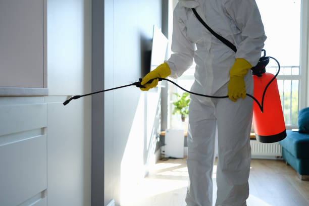 Mold Removal Process in Ken Caryl, CO