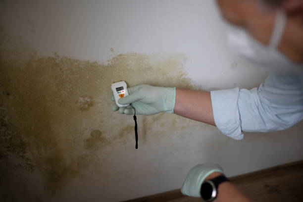 Best Attic Mold Removal  in Ken Caryl, CO