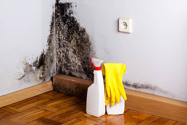 Certified Mold Removal in Ken Caryl, CO