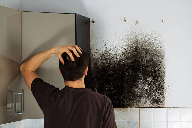 Best Same-Day Mold Removal  in Ken Caryl, CO